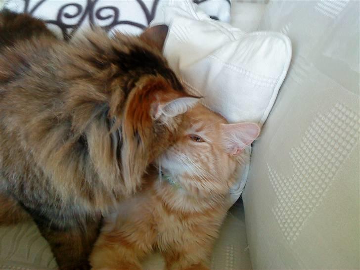 Norsk Skovkat Freja R.I.P :( billede 3