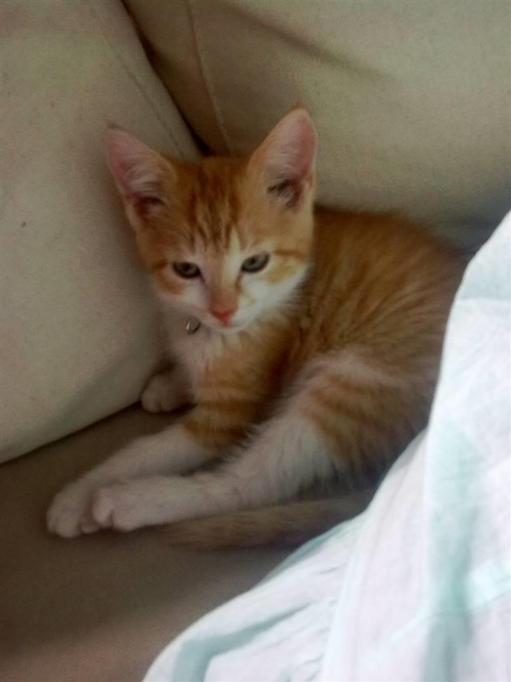 Huskat Frida billede 1