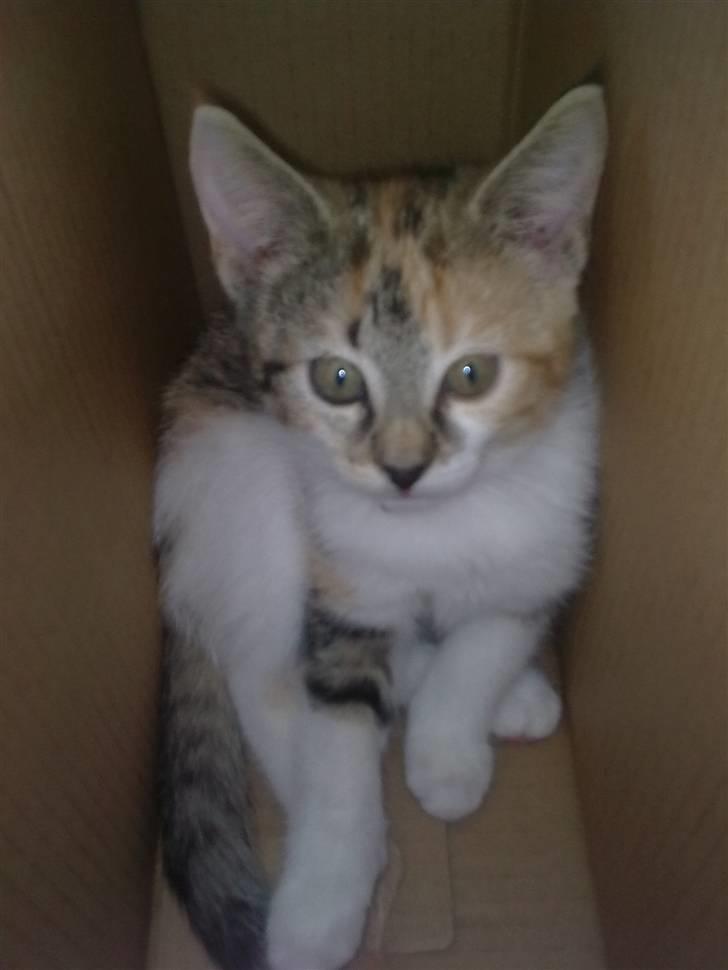 Huskat Freja billede 1