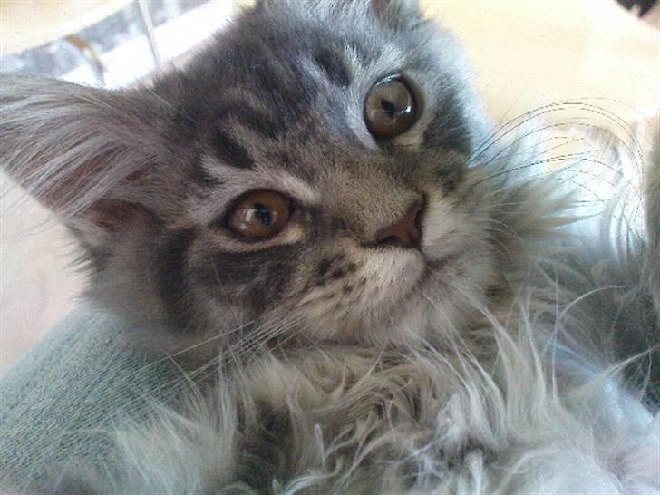 Maine Coon Nala (Kejserinden) - Nala<3 billede 1