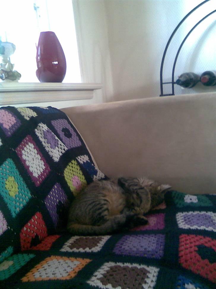 Blanding af racer Tulle   DØD billede 1