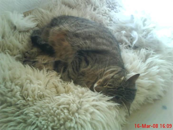 Blanding af racer Tulle   DØD billede 2