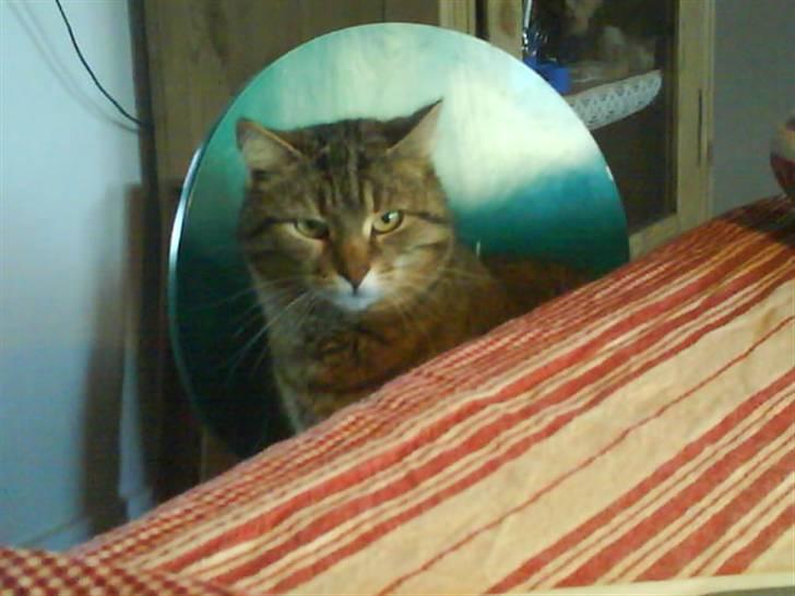 Blanding af racer Tulle   DØD billede 3