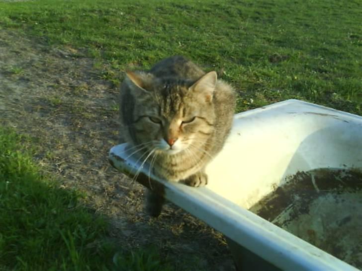 Blanding af racer Tulle   DØD billede 4