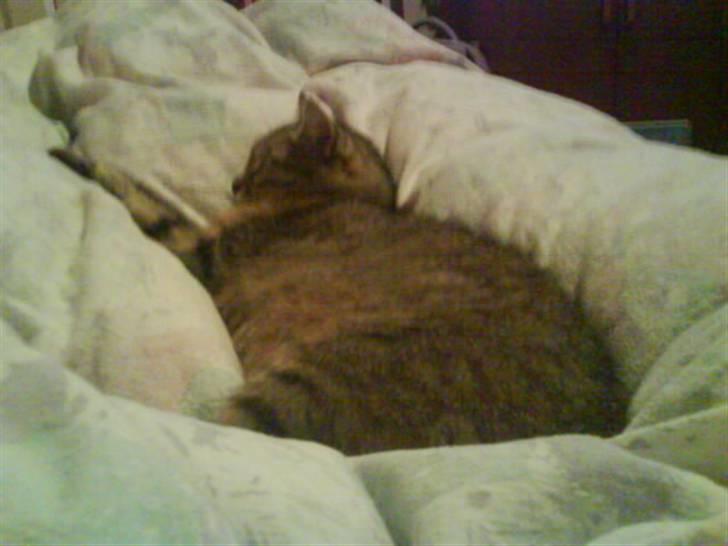 Blanding af racer Tulle   DØD billede 5