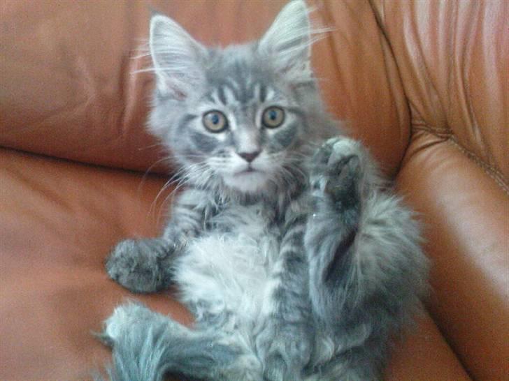 Maine Coon Nala (Kejserinden) - Billedet er taget dagen efter vi fik Nala<3 billede 2