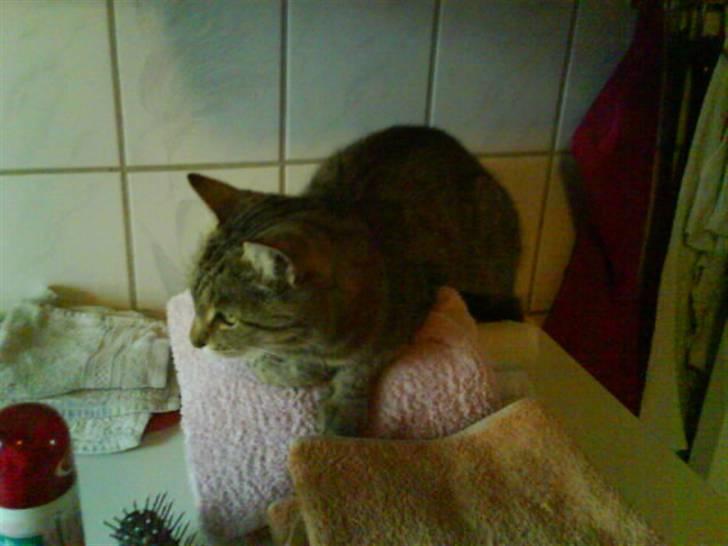 Blanding af racer Tulle   DØD billede 6