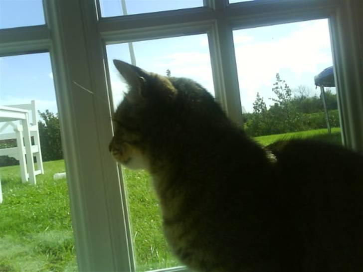 Blanding af racer Tulle   DØD billede 7