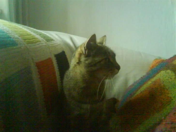 Blanding af racer Tulle   DØD billede 8