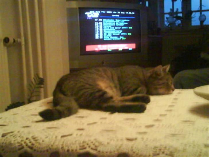 Blanding af racer Tulle   DØD billede 9