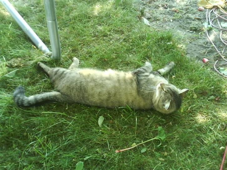 Blanding af racer Tulle   DØD billede 10