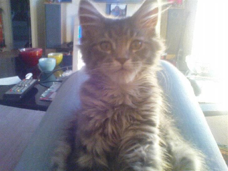 Maine Coon Nala (Kejserinden) billede 3