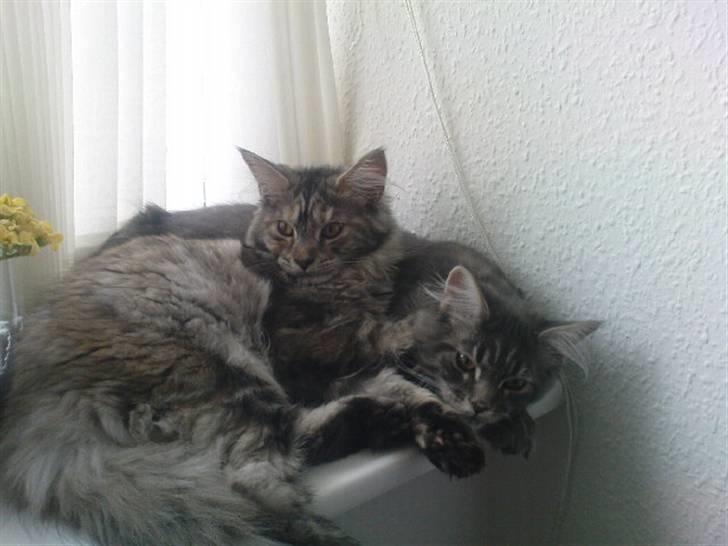 Maine Coon Nala (Kejserinden) - Nala<3 sammen med Mischa(naboens killing) billede 4