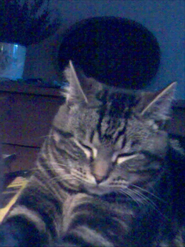 Blanding af racer Findus den 3 billede 1