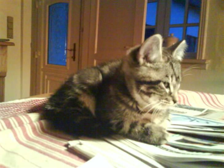 Blanding af racer Findus den 3 billede 2