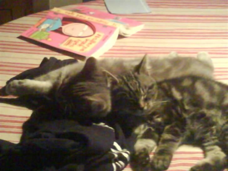 Blanding af racer Findus den 3 billede 3