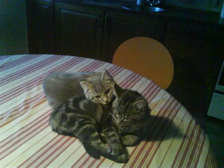 Blanding af racer Findus den 3 billede 5