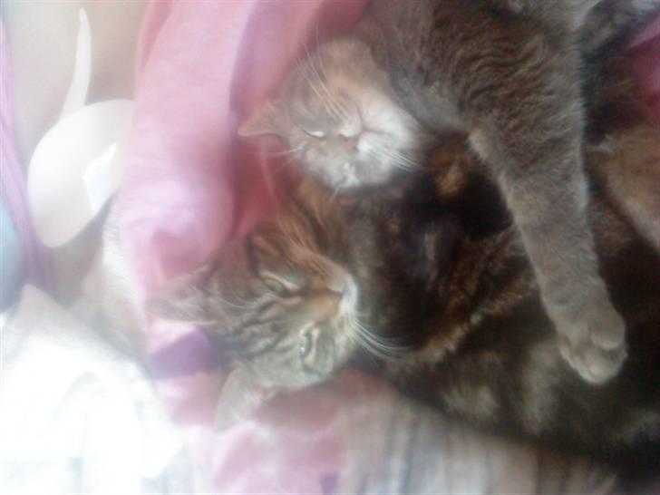 Blanding af racer Findus den 3 billede 7