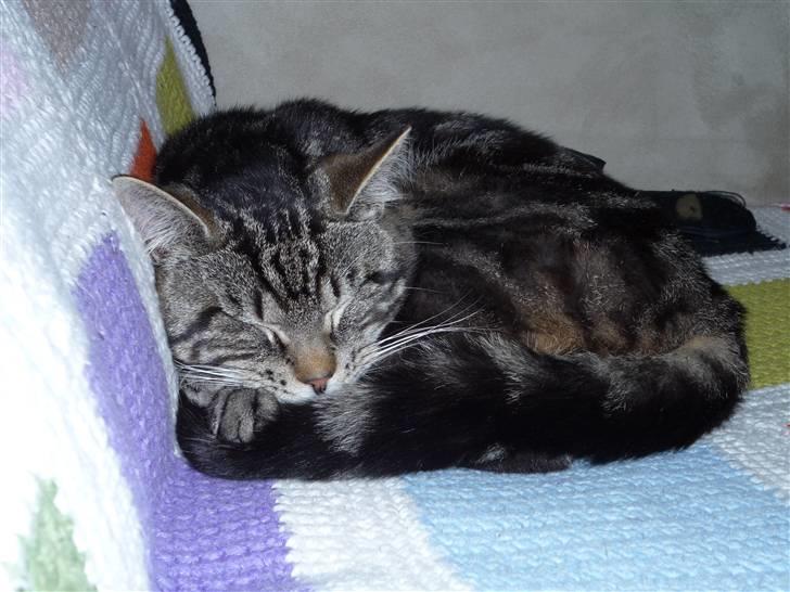 Blanding af racer Findus den 3 billede 9