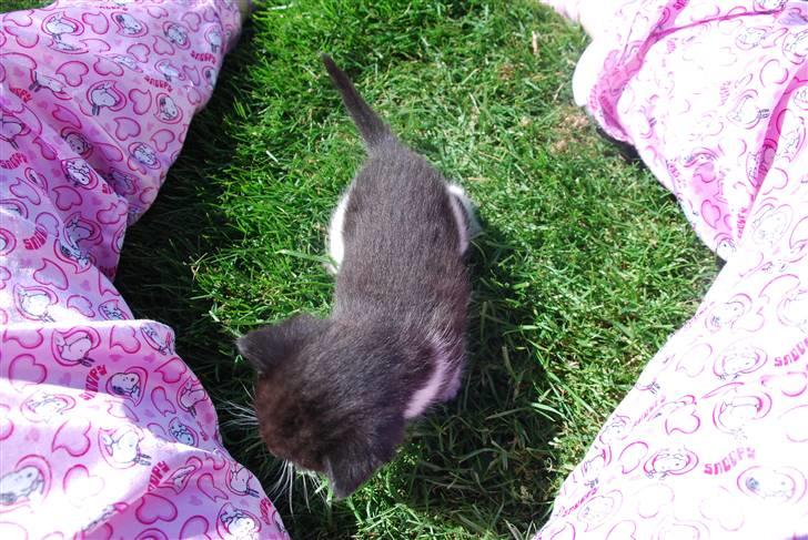 Blanding af racer Hegnsholt's Spotty <3 - Lille Spotty i haven for første gang :b 4 uger og 1 dag gammel. billede 7