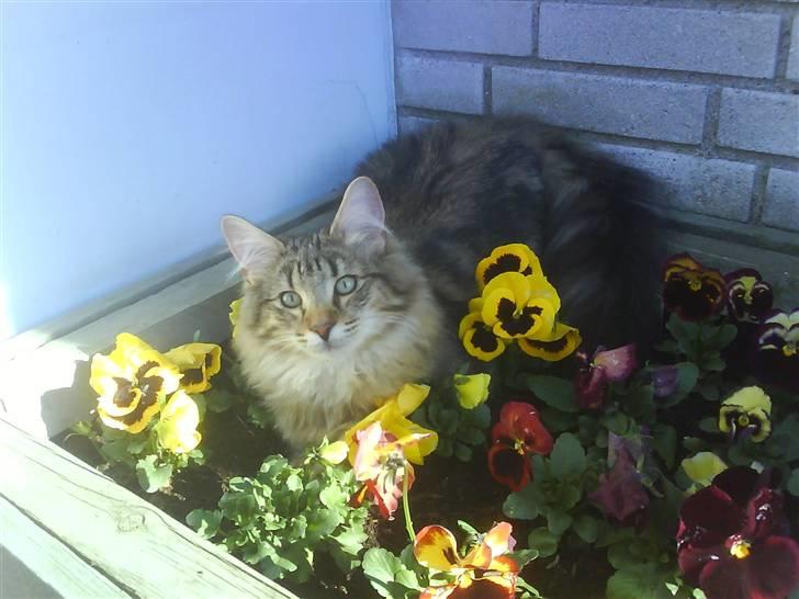 Norsk Skovkat Cæsar - 14.04.07 billede 16