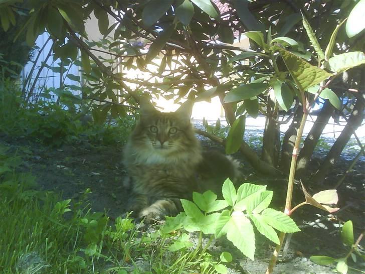 Norsk Skovkat Cæsar - I haven ca. 1 ½ år billede 17