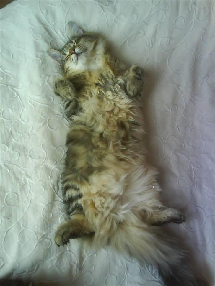 Norsk Skovkat Cæsar - 10.04.07 billede 18