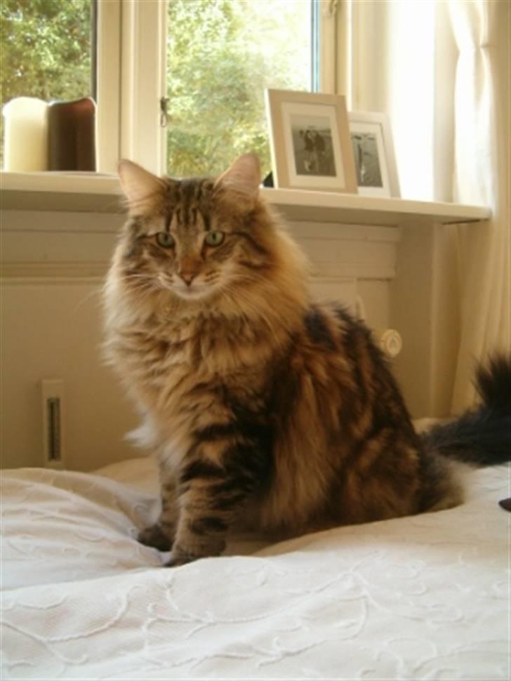 Norsk Skovkat Cæsar - september 07 billede 19