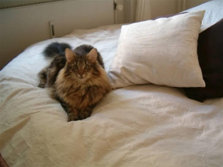 Norsk Skovkat Cæsar - september 07 billede 20