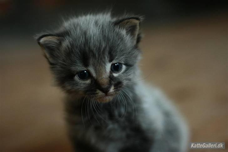 Blanding af racer Gabby - Killinge billede - født med feberpels . billede 1