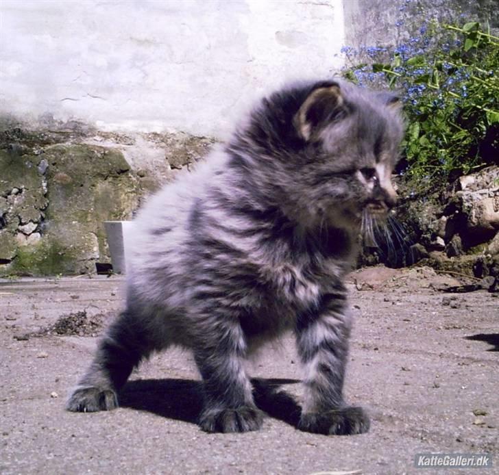 Blanding af racer Gabby - Killinge billede . billede 3