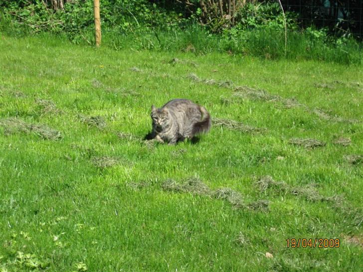 Blanding af racer Gabby - På udflugt i haven. billede 4
