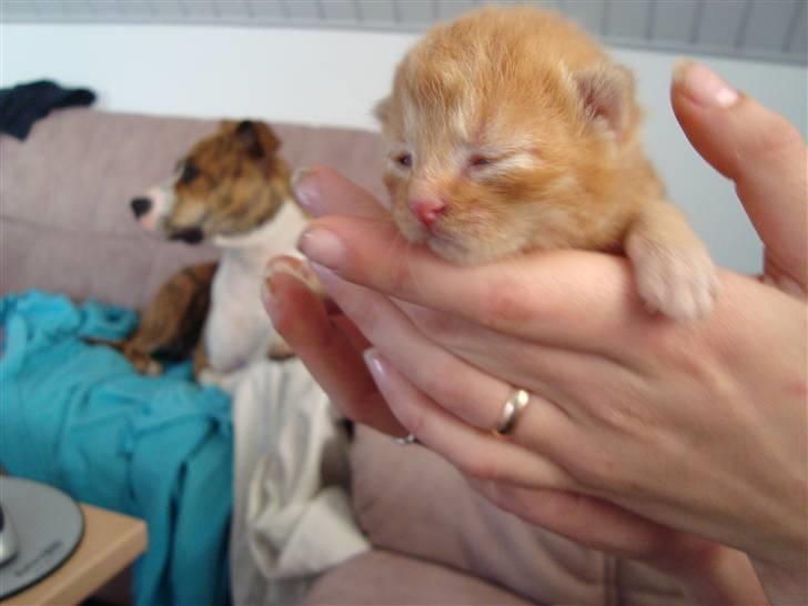 Blanding af racer Buster..<3 - Buster lige da han fik øjne ;o)  billede 4