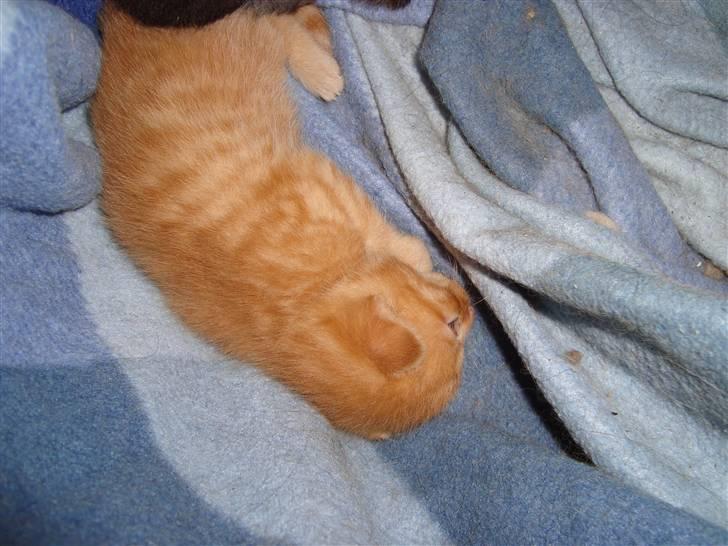 Blanding af racer Buster..<3 - Buster sover ;o)<3<3 billede 5