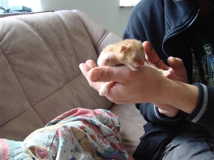 Blanding af racer Buster..<3 - da han var lille ;o) helt lille ;) billede 6