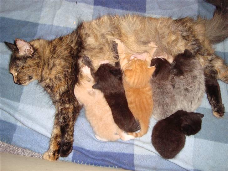 Blanding af racer Buster..<3 - Buster ligger sammen med alle de andre ;o)  billede 7