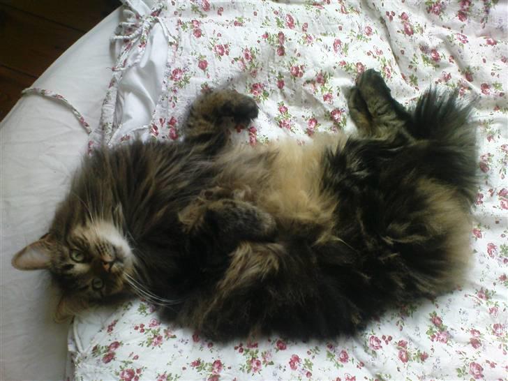 Norsk Skovkat Bella - Bella gør sig til :) SÅ søøød! billede 1