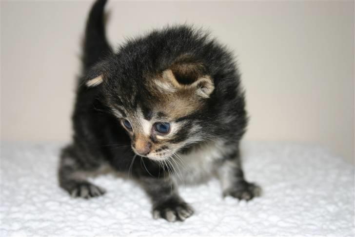 Norsk Skovkat Bella - 3 uger billede 2