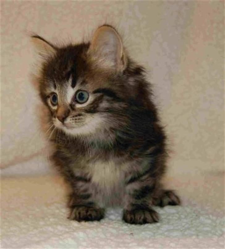 Norsk Skovkat Bella - 7 uger billede 3