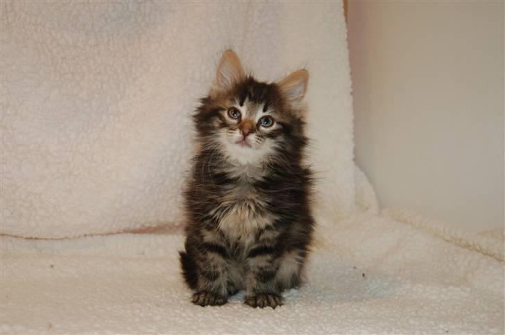 Norsk Skovkat Bella - 9 uger billede 4