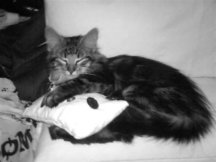 Norsk Skovkat Bella - 02.01.09 billede 5