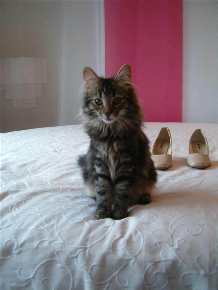 Norsk Skovkat Bella - 27.02.09 billede 6