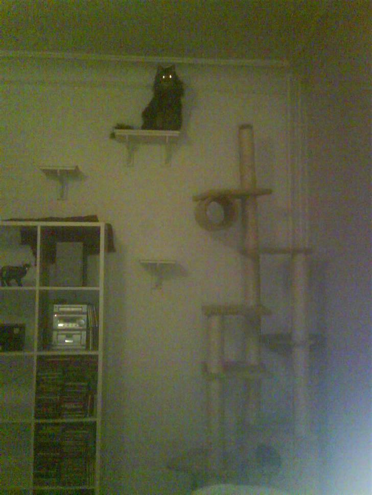 Norsk Skovkat Bella - 21.08.08 billede 7