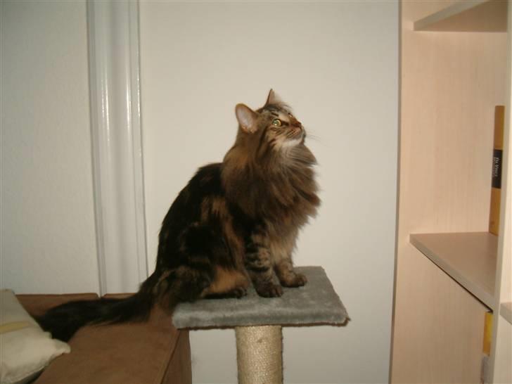 Norsk Skovkat Bella - Bella klar til spring billede 8