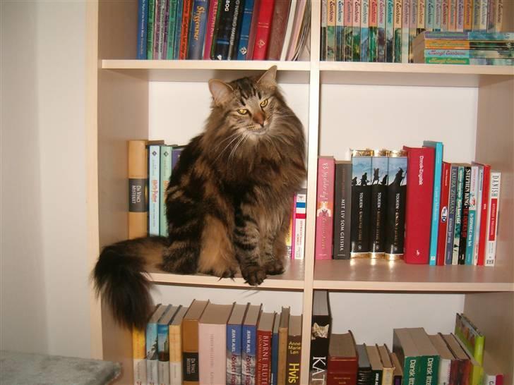 Norsk Skovkat Bella - Bella i bogreolen  billede 9