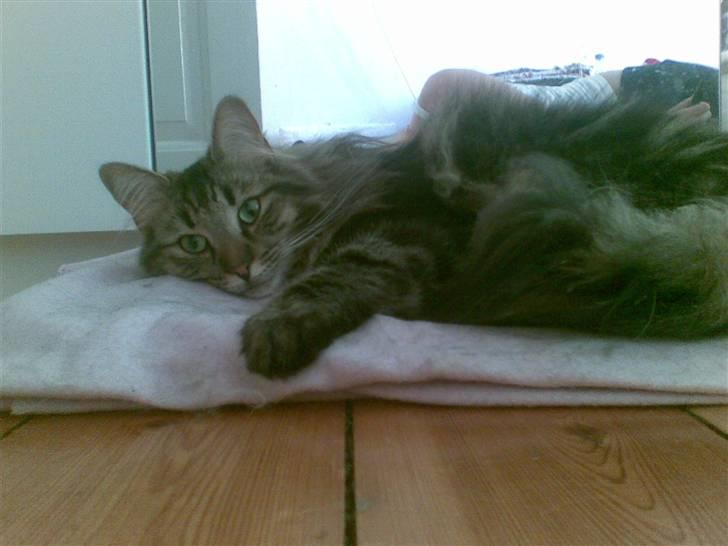 Norsk Skovkat Bella - Slapper af :) billede 10