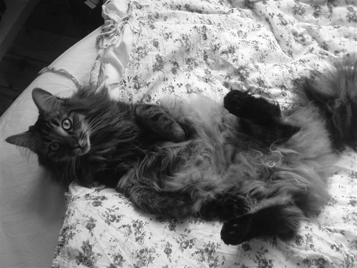 Norsk Skovkat Bella - SÅ SØØØD billede 11