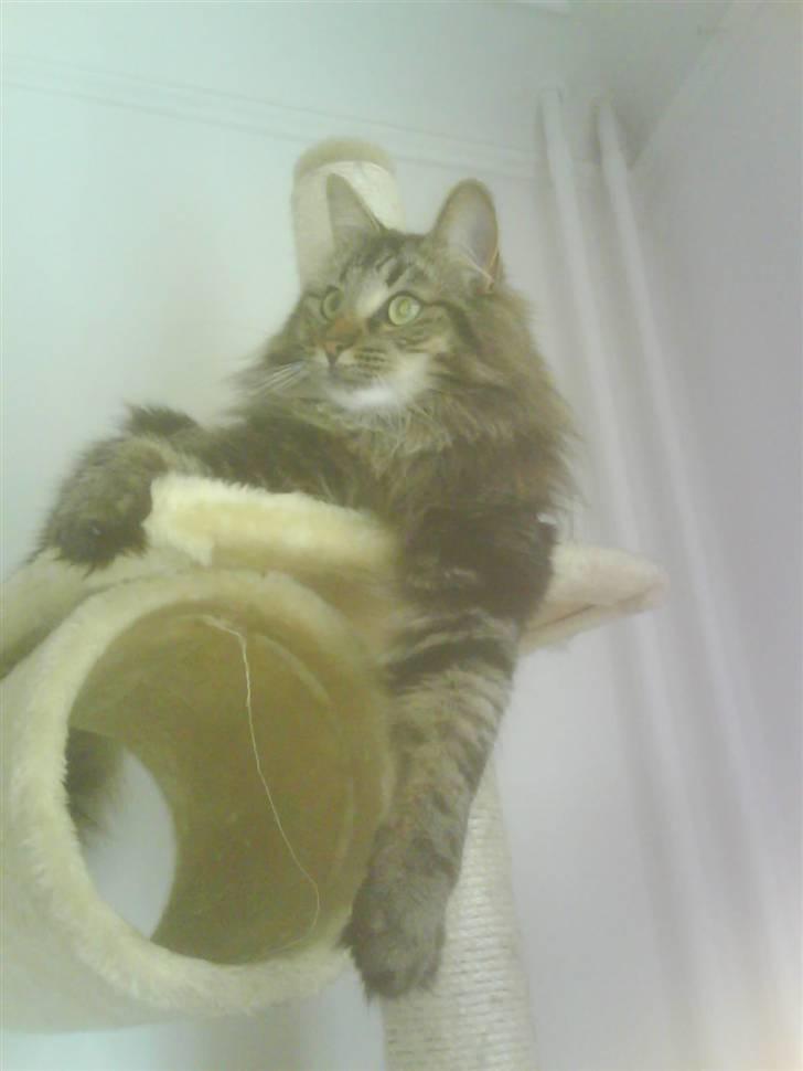 Norsk Skovkat Bella - Bella i toppen af kradsetræet 07 billede 12