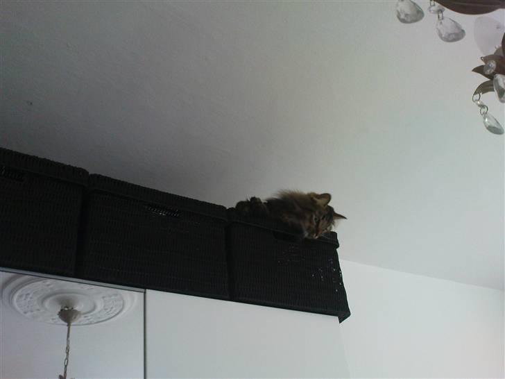 Norsk Skovkat Bella - Så langt oppe hun kan komme :) billede 13
