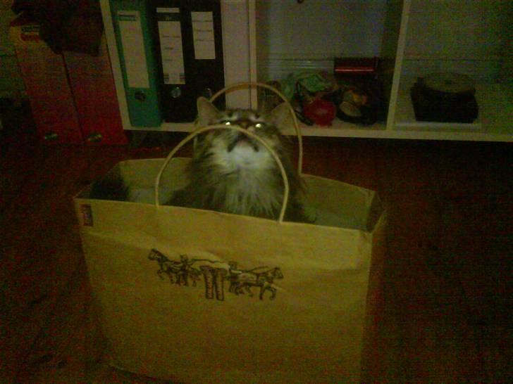 Norsk Skovkat Bella - Hun elsker at lege med poser :) billede 14